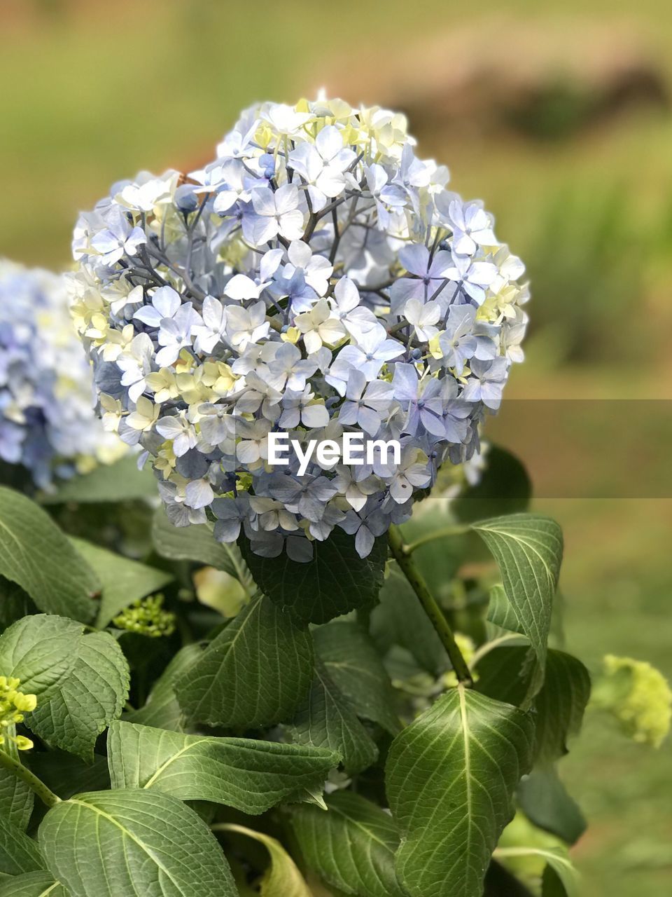 CLOSE-UP OF FLOWERING PLANT IN TREE