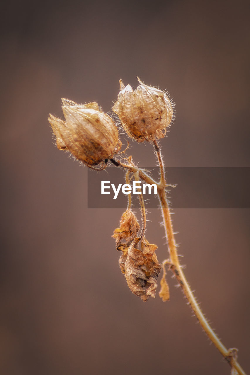 Close-up of wilted plant