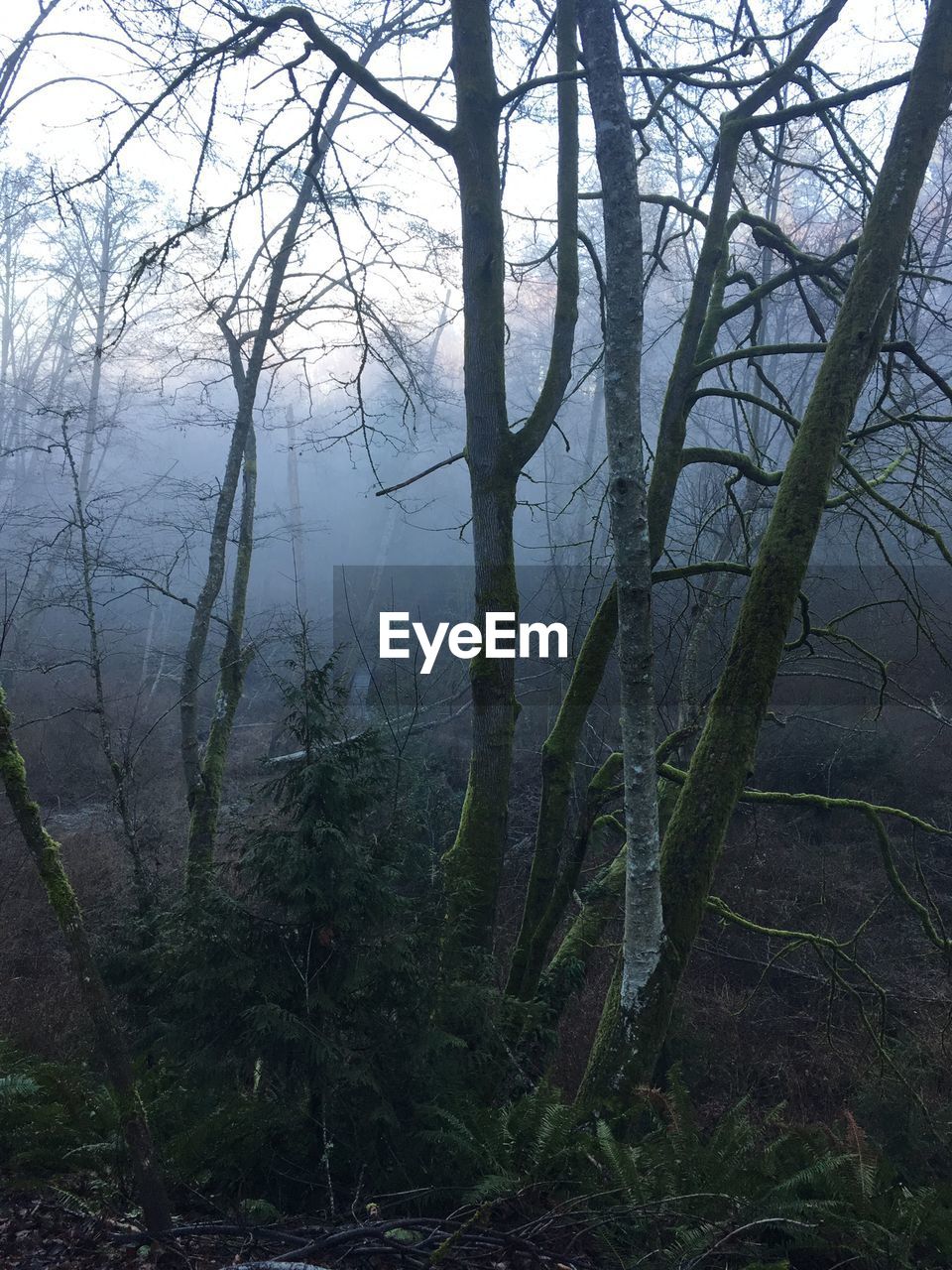 Moss covered bare trees in forest