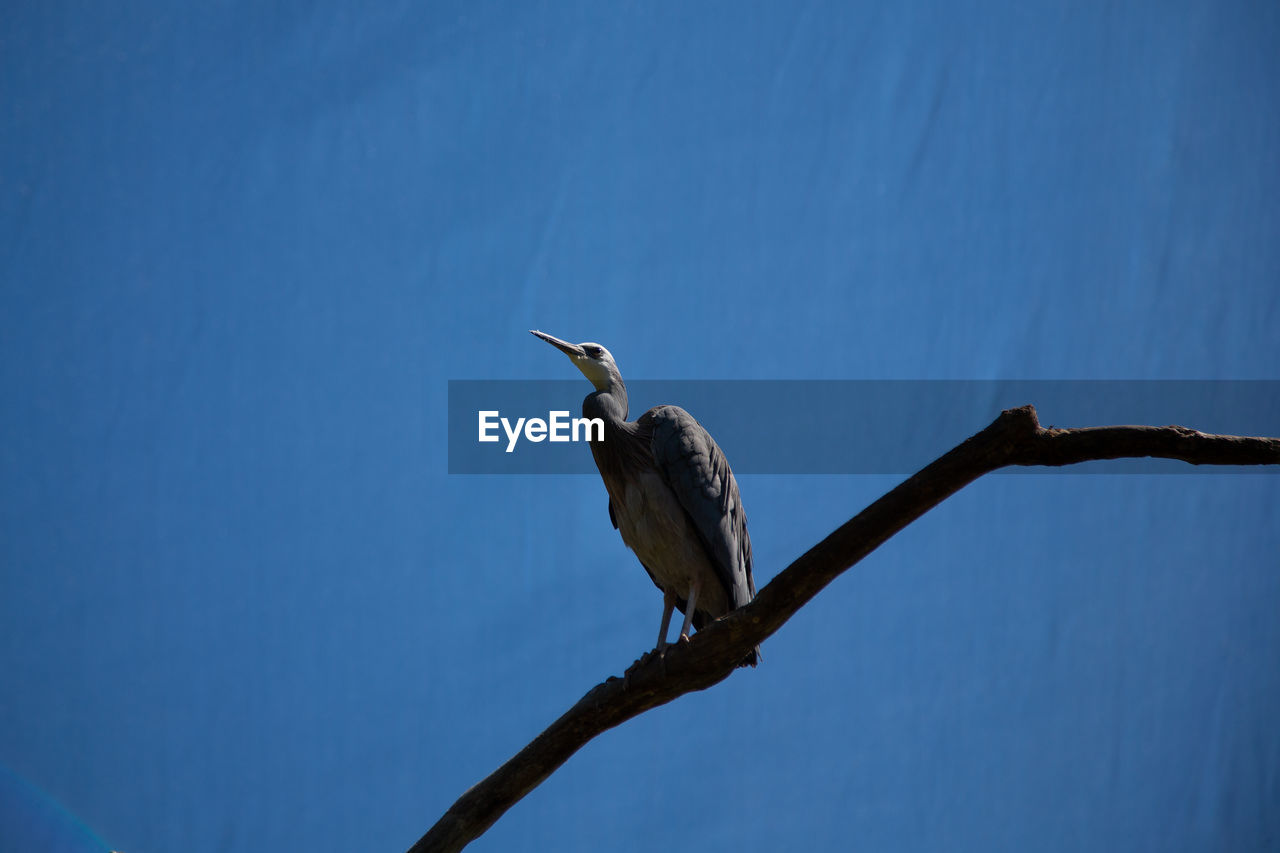 bird, animal wildlife, animal, animal themes, wildlife, perching, blue, one animal, branch, nature, no people, sky, tree, wing, low angle view, clear sky, outdoors, day, beak, beauty in nature, full length