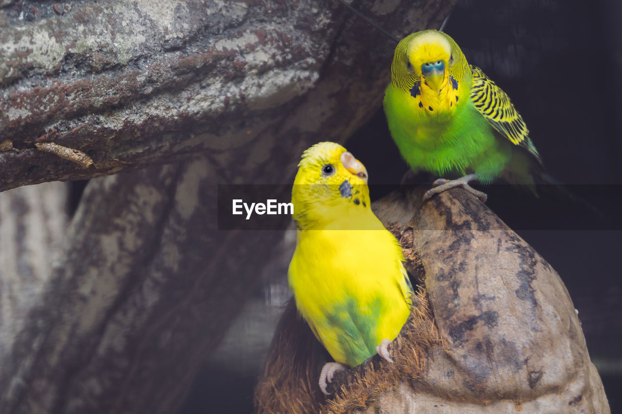 CLOSE-UP OF YELLOW PERCHING ON TREE