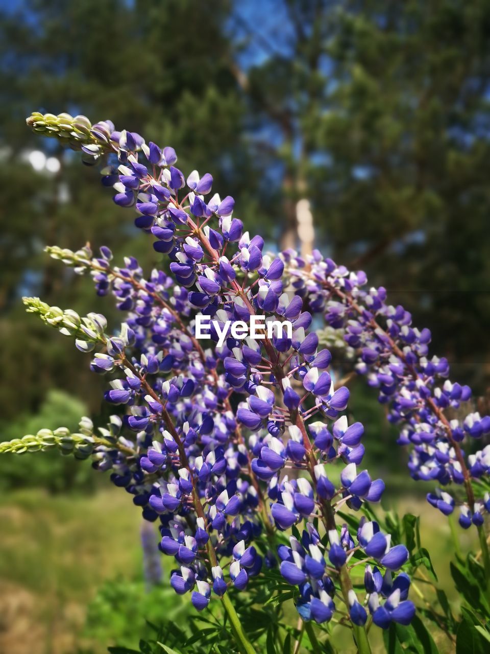 CLOSE-UP OF PURPLE LAVENDER FLOWERS