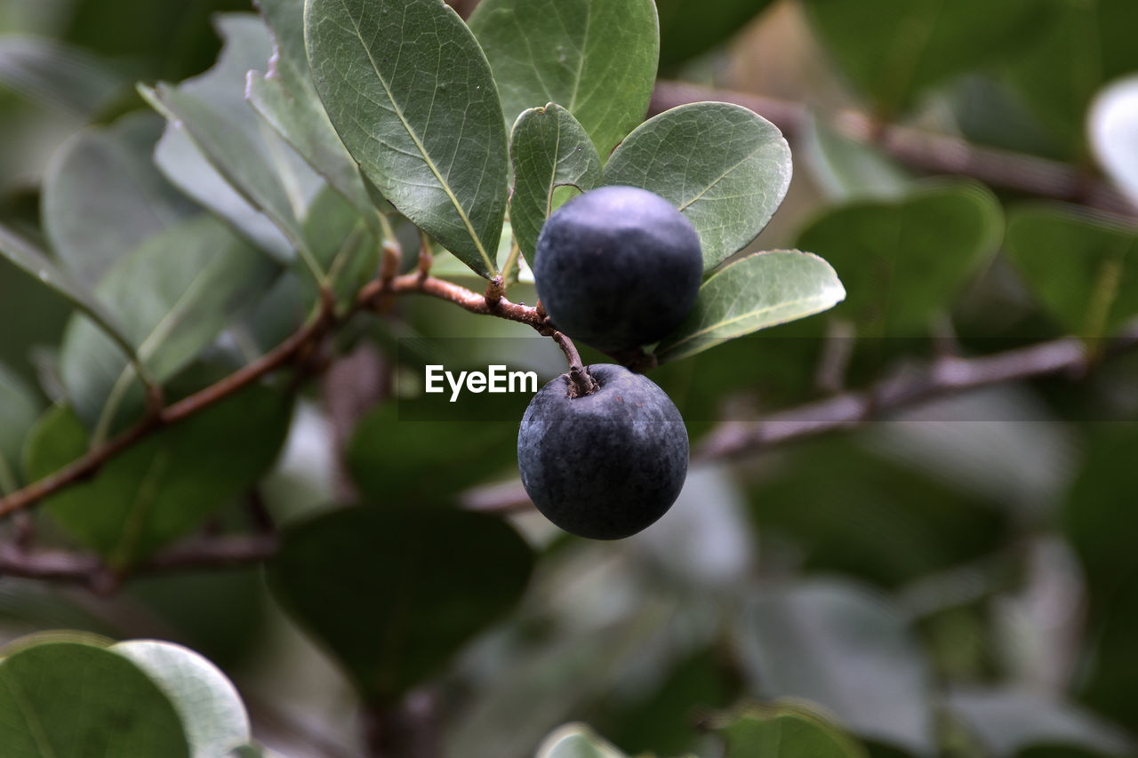 Close-up of fruit growing on tree