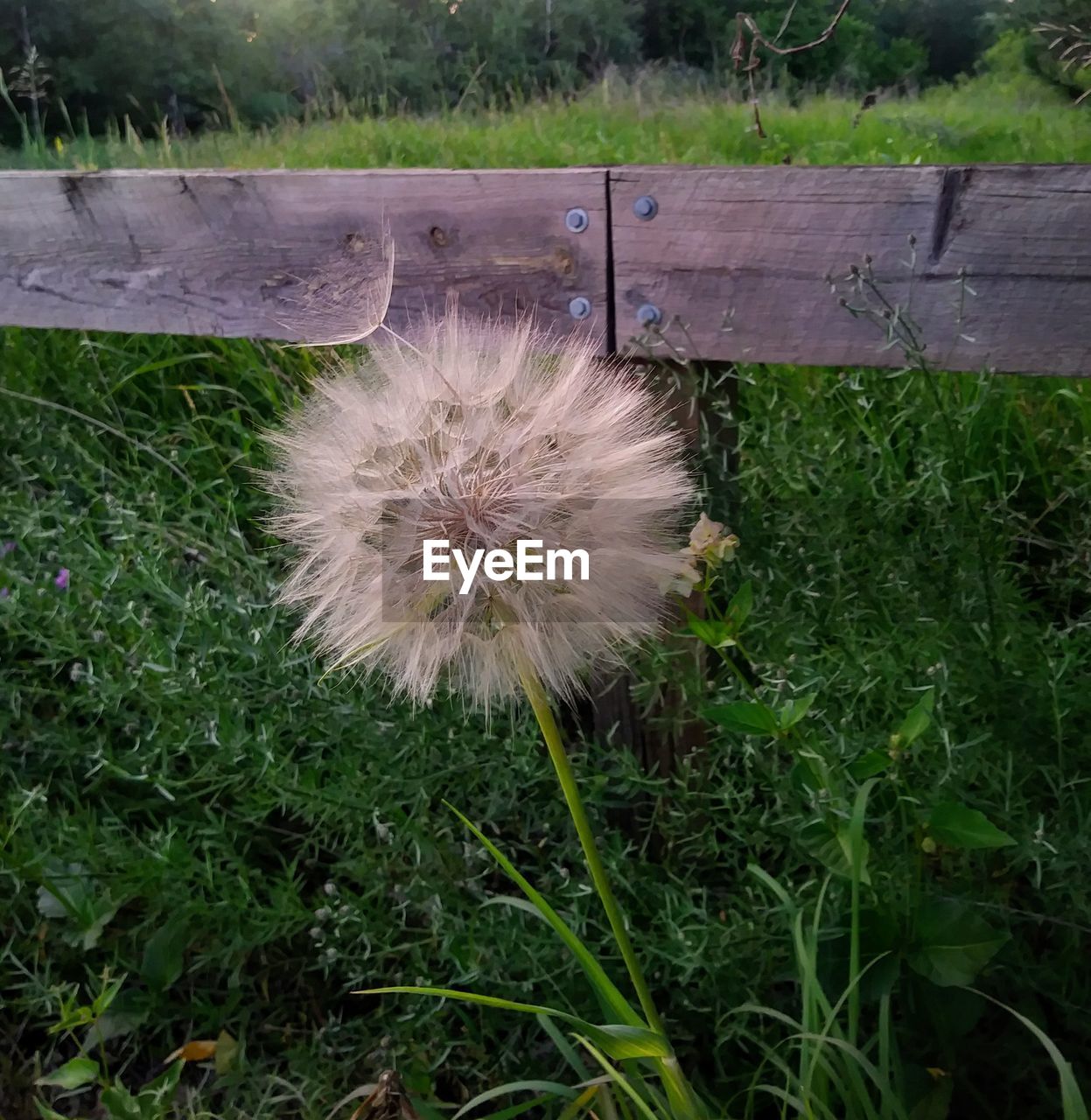 CLOSE UP OF DANDELION FLOWER