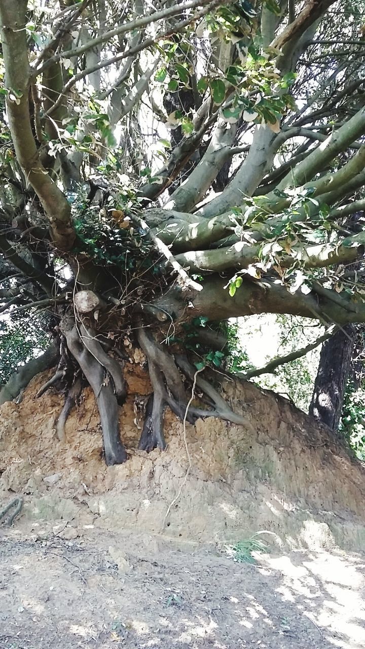 Close-up of tree growing in soil