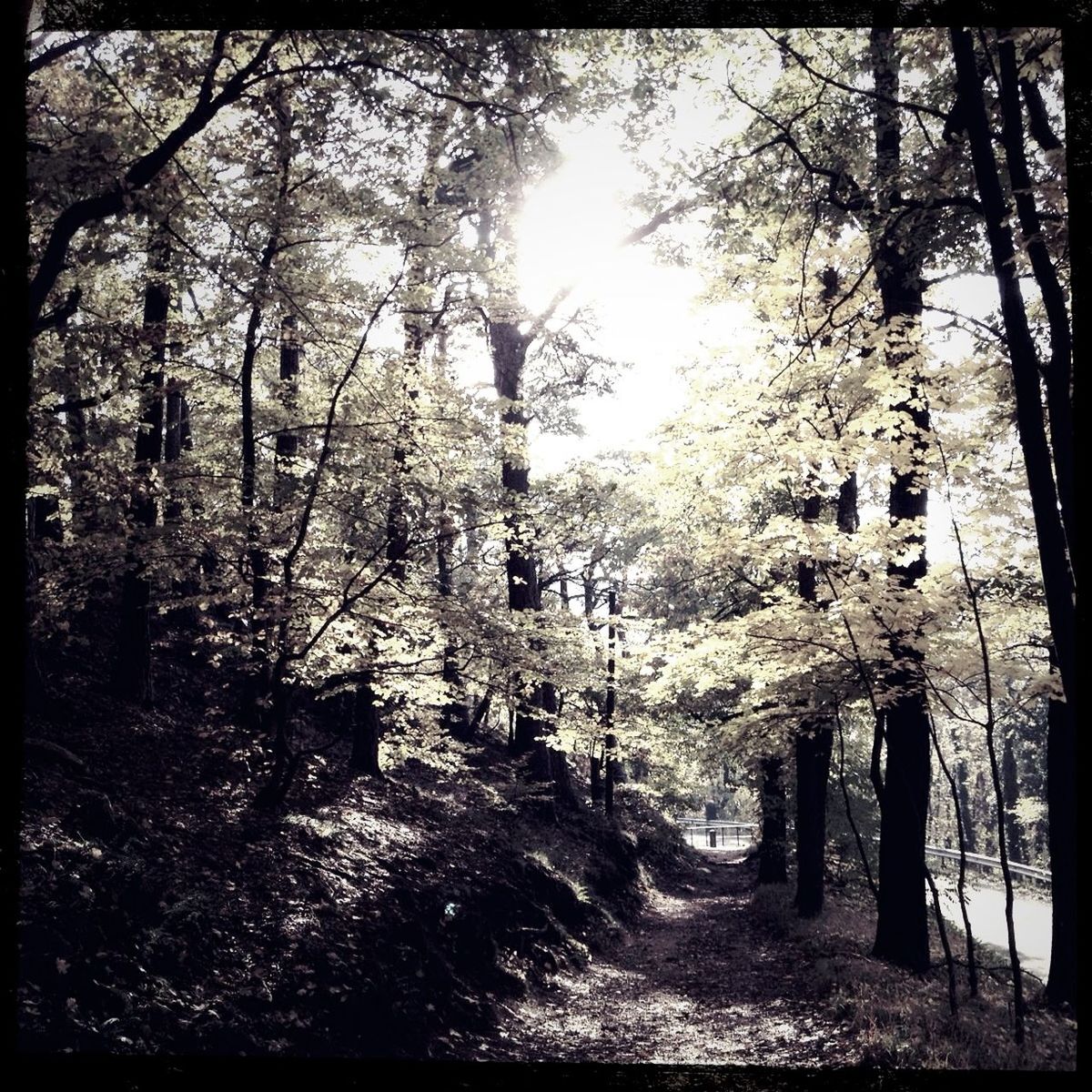 VIEW OF TREES IN FOREST