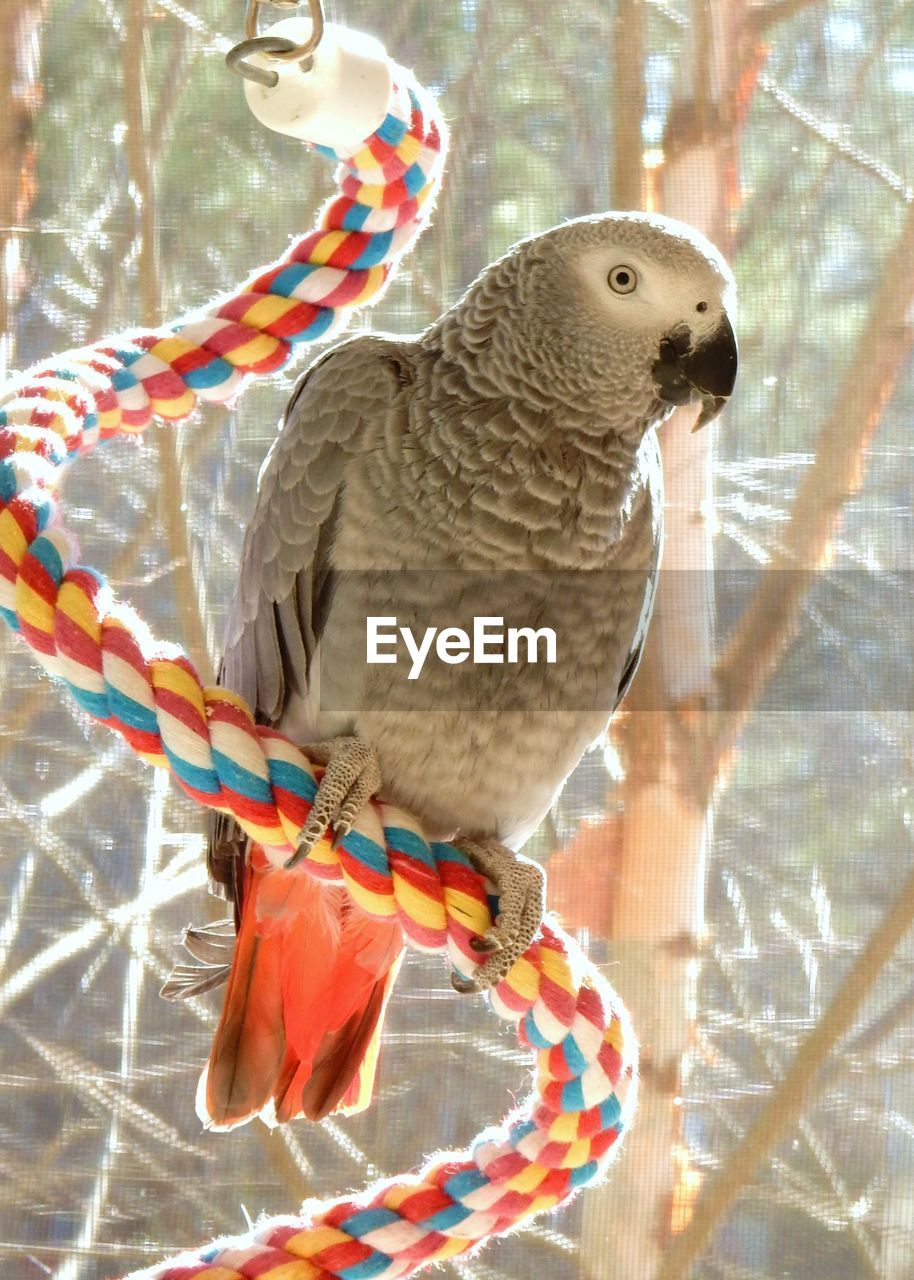 Close-up of parrot perching