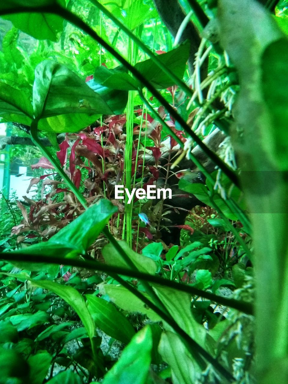 CLOSE-UP OF GREEN INSECT ON PLANT