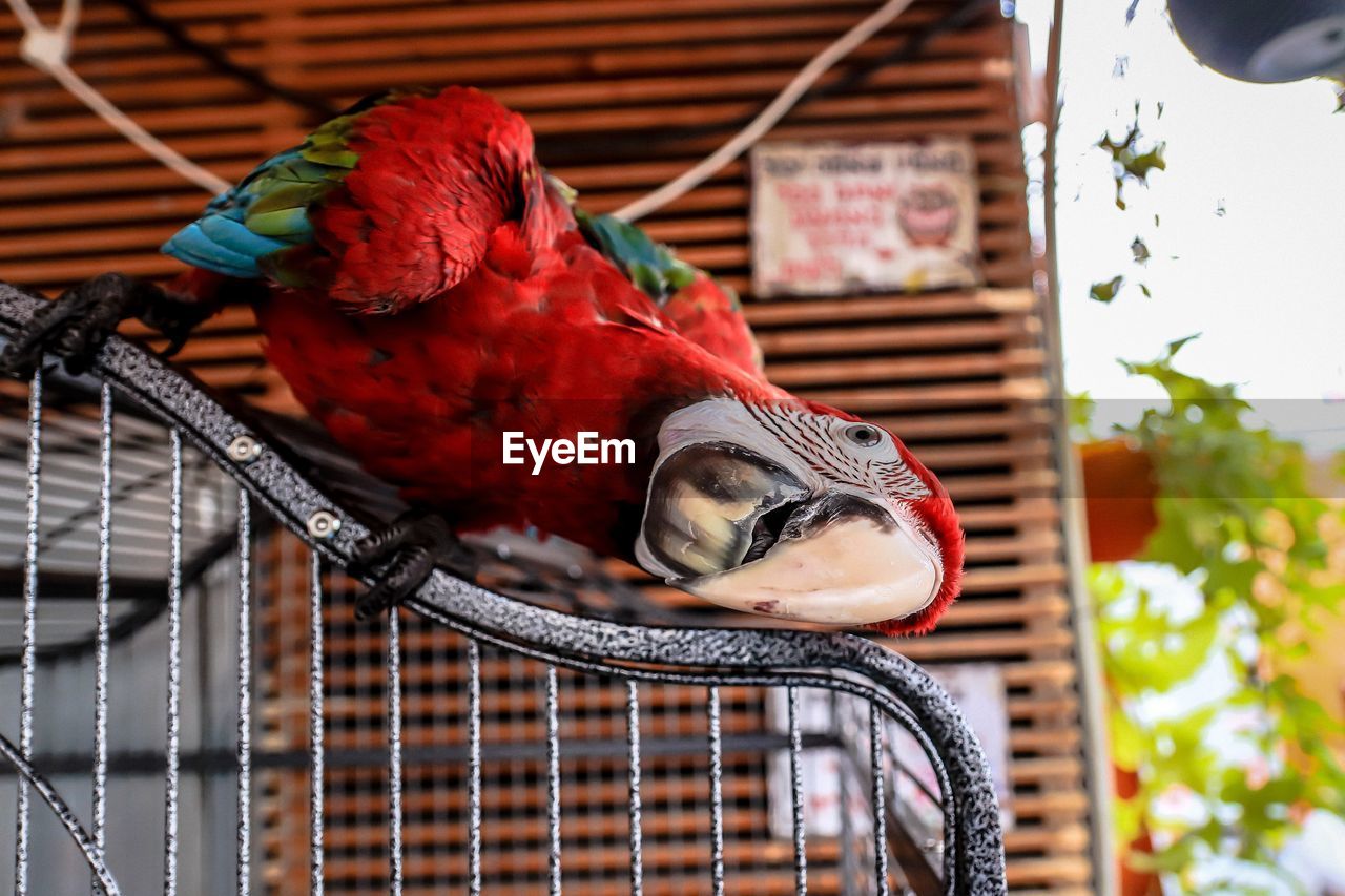 LOW ANGLE VIEW OF A BIRD PERCHING IN CAGE