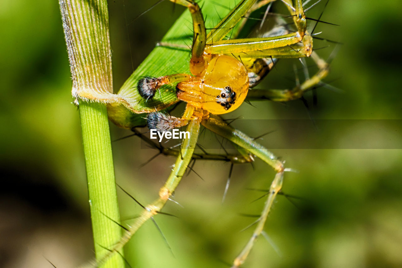 CLOSE-UP OF GRASSHOPPER