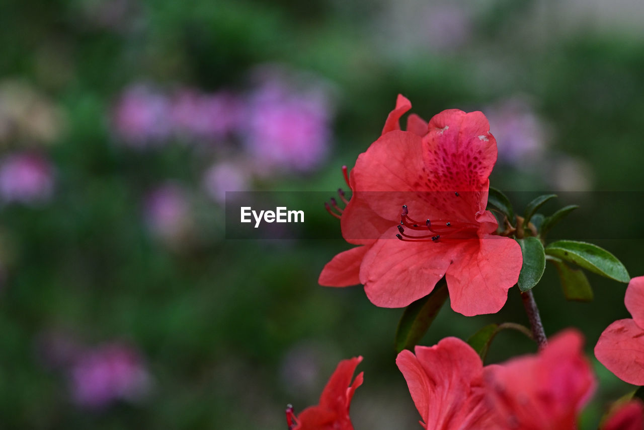 flower, flowering plant, plant, beauty in nature, freshness, petal, nature, blossom, flower head, inflorescence, close-up, macro photography, pink, fragility, red, plant part, growth, rose, leaf, no people, botany, springtime, outdoors, focus on foreground, magenta, multi colored, shrub, summer, environment