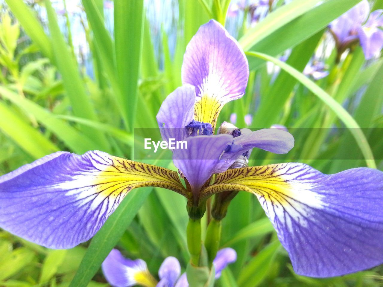 Close-up of iris blooming on field
