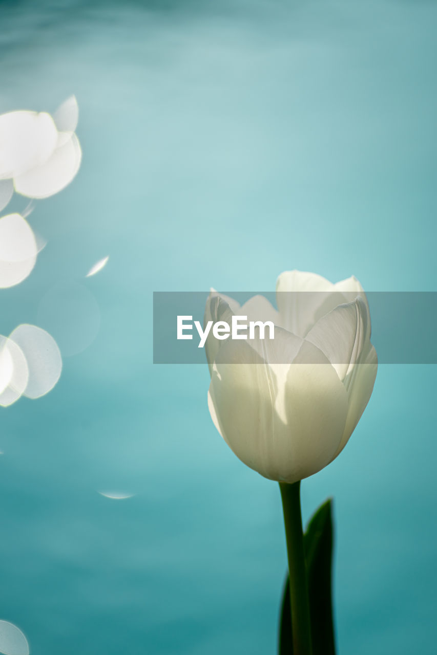 Close-up of white tulips against blue background with bokeh round