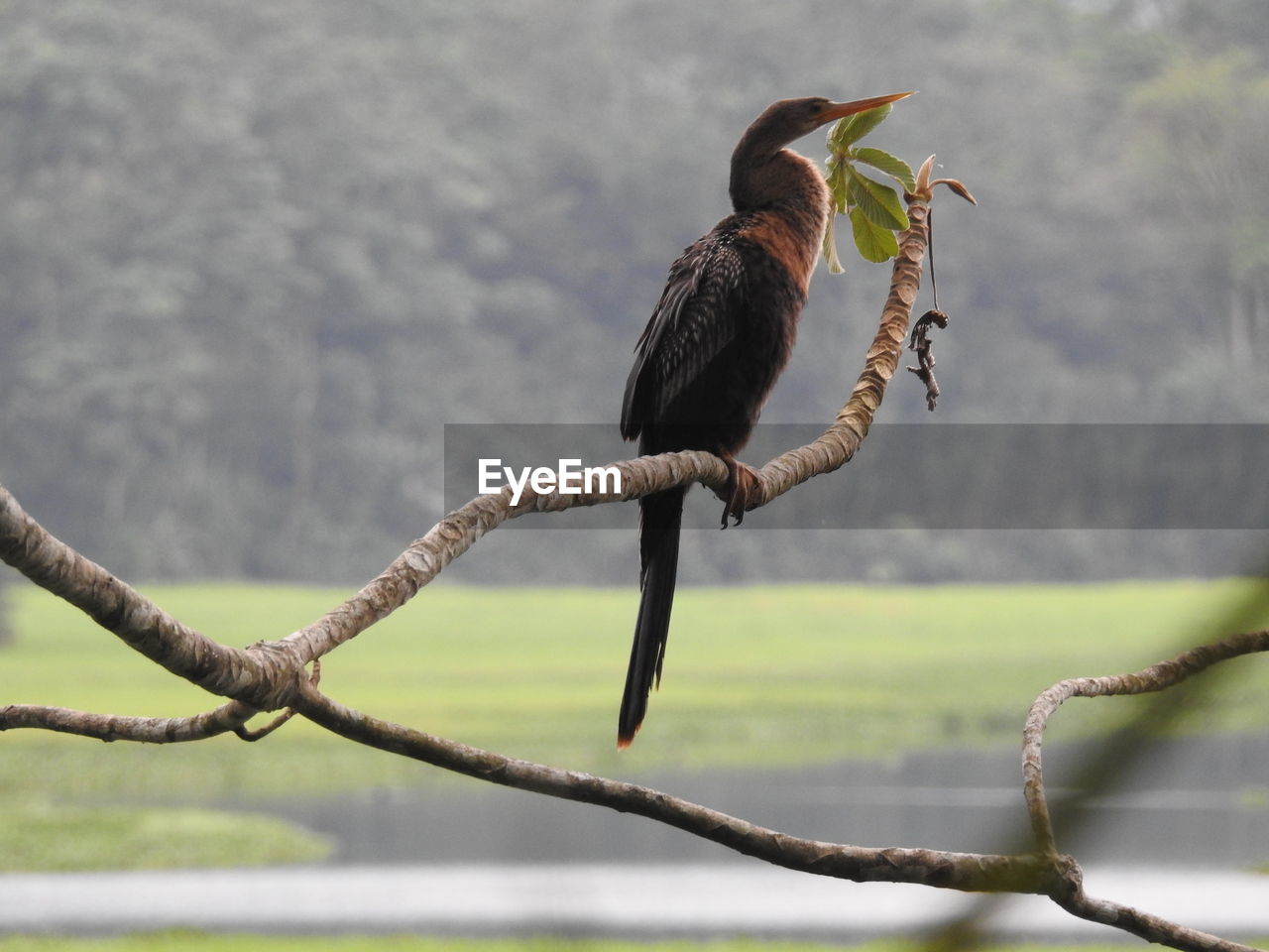 BIRD PERCHING ON A BRANCH