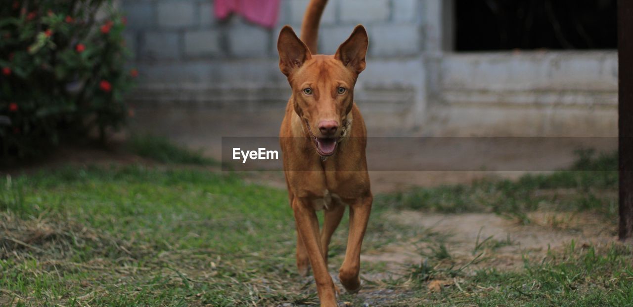 Portrait of dog standing on field