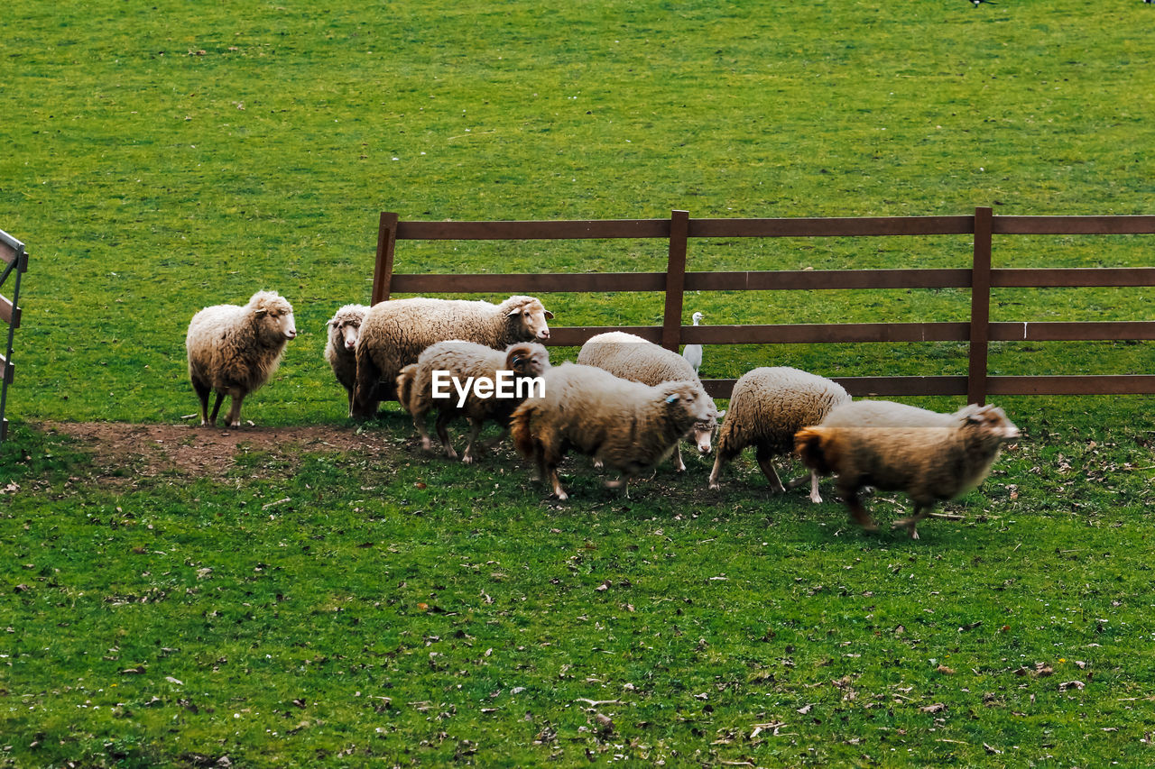 SHEEP GRAZING IN GRASSY FIELD