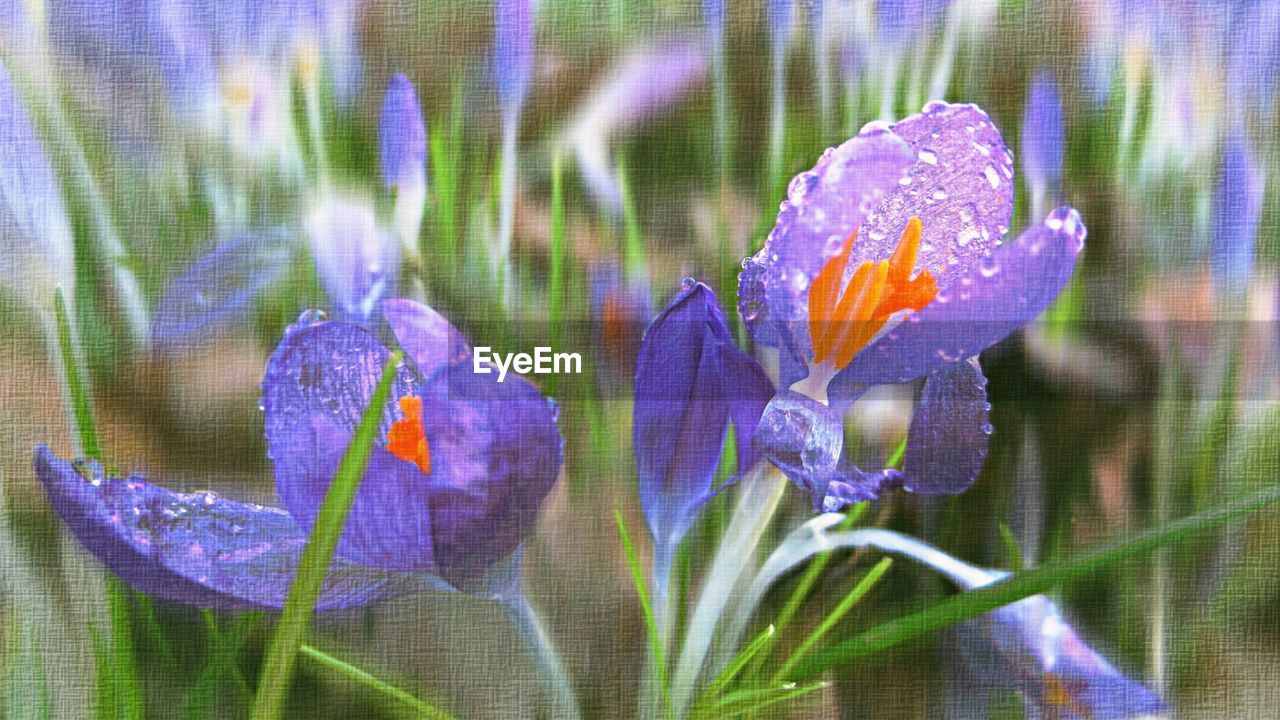 CLOSE-UP OF PURPLE FLOWERS BLOOMING