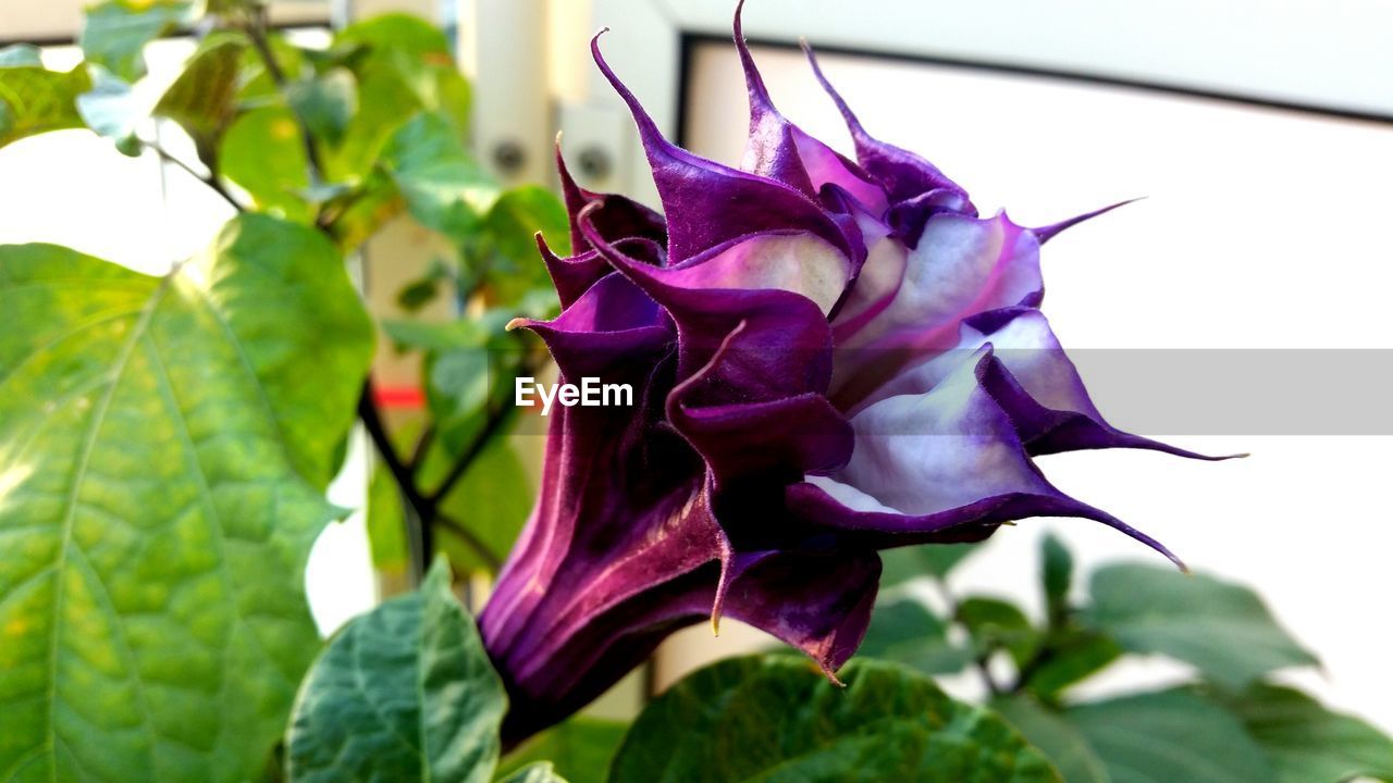 CLOSE-UP OF PURPLE FLOWERS