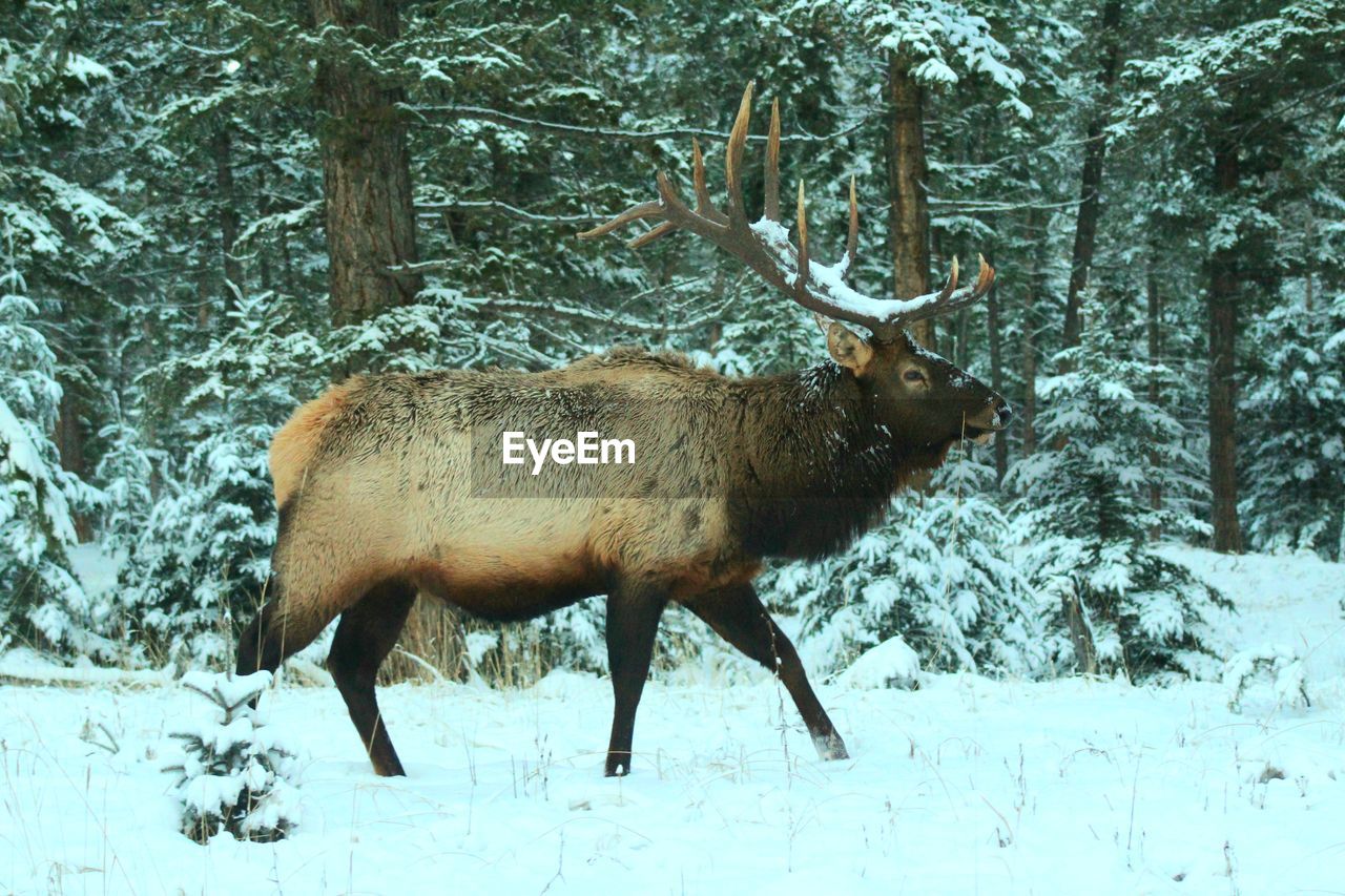 VIEW OF DEER IN SNOW