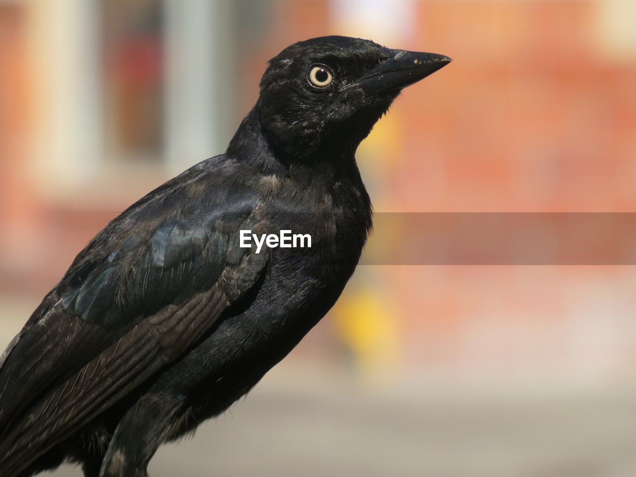 Close-up of a black bird perching