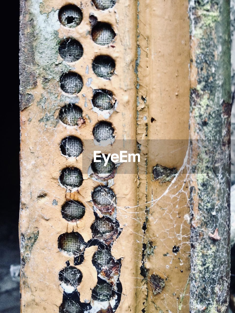 CLOSE-UP OF BEES ON THE GROUND