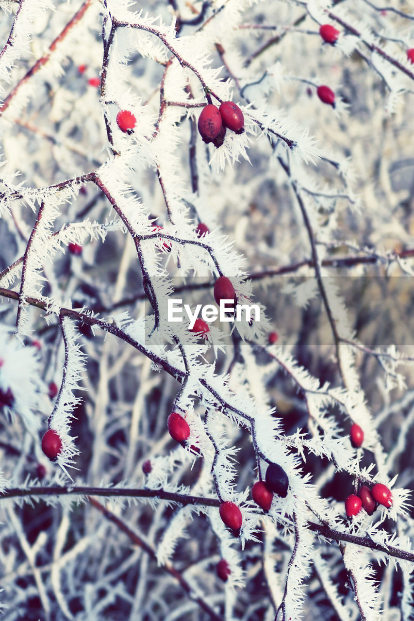 Close-up of berries on tree