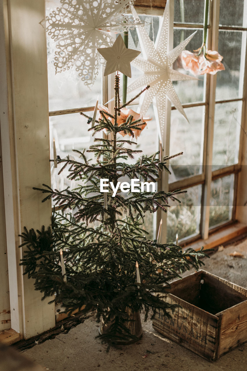 Christmas tree and stars hanging on window