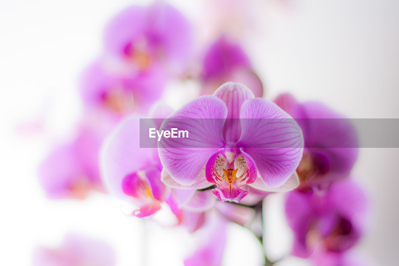 CLOSE-UP OF PINK ORCHID FLOWERS