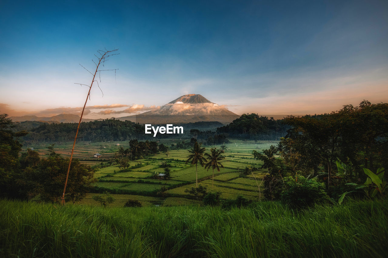 Scenic view of field against sky during sunset