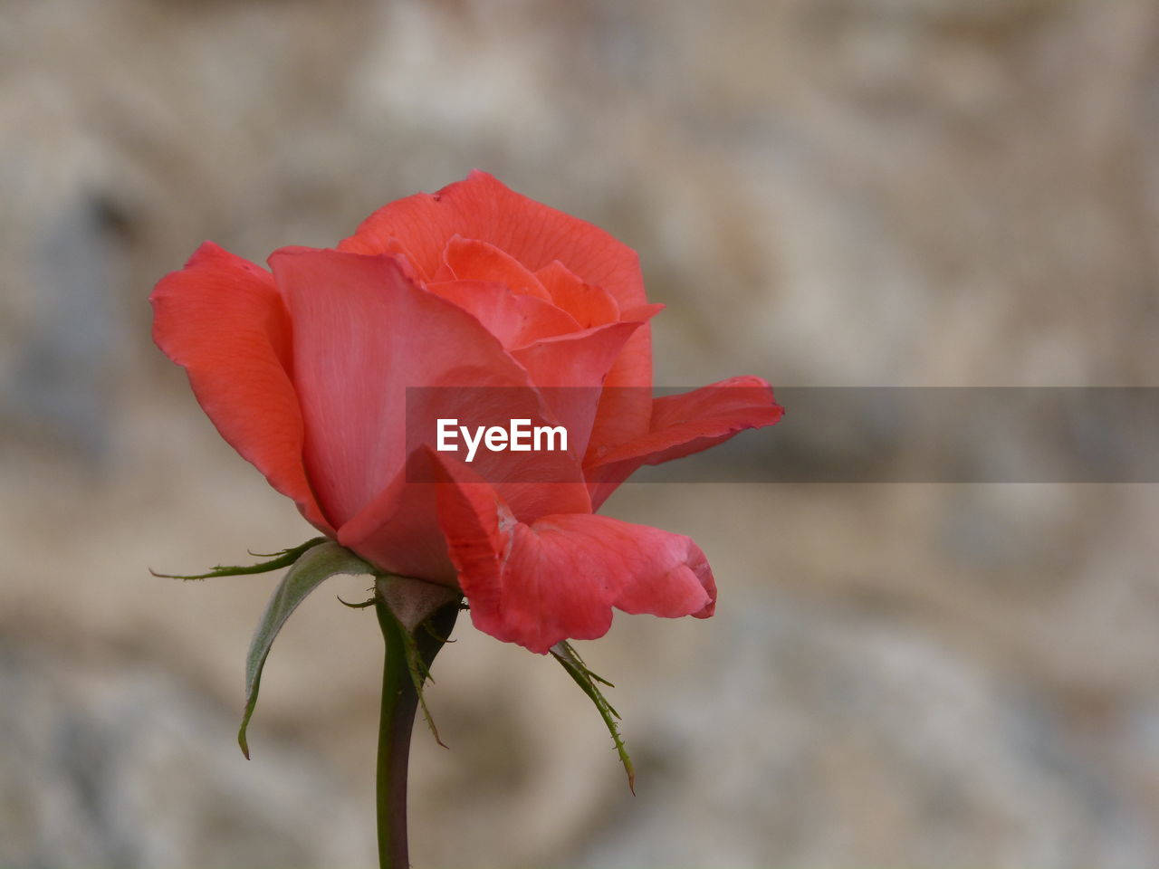 CLOSE-UP OF RED FLOWERS