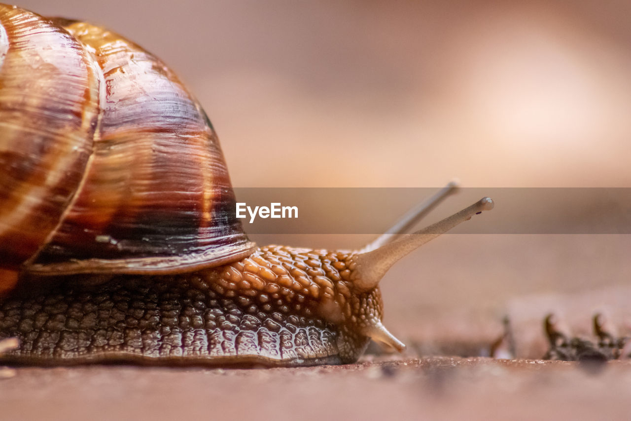 Big striped grapevine snail with a big shell in close-up and macro view shows interesting details