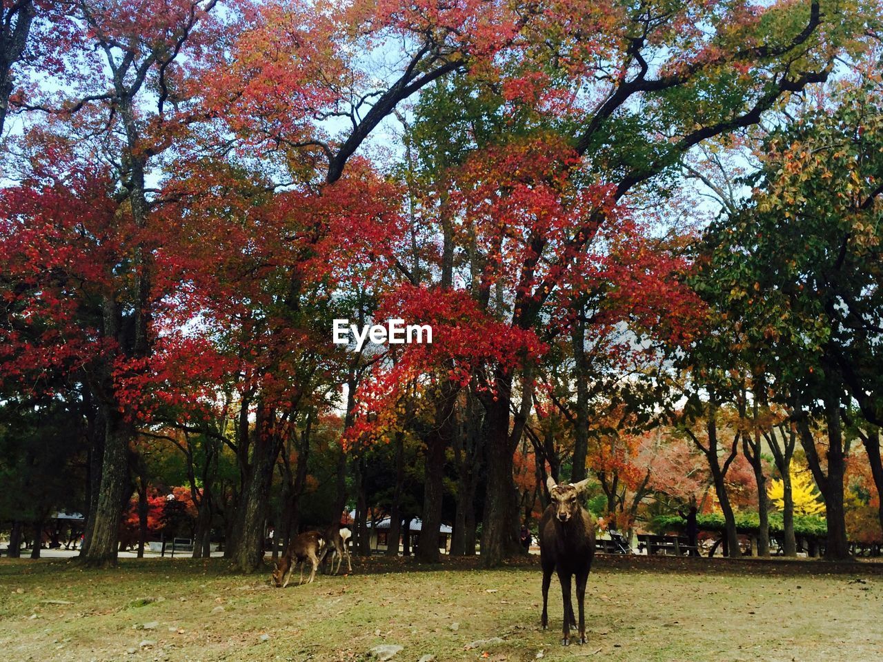 Deer at park against trees during autumn