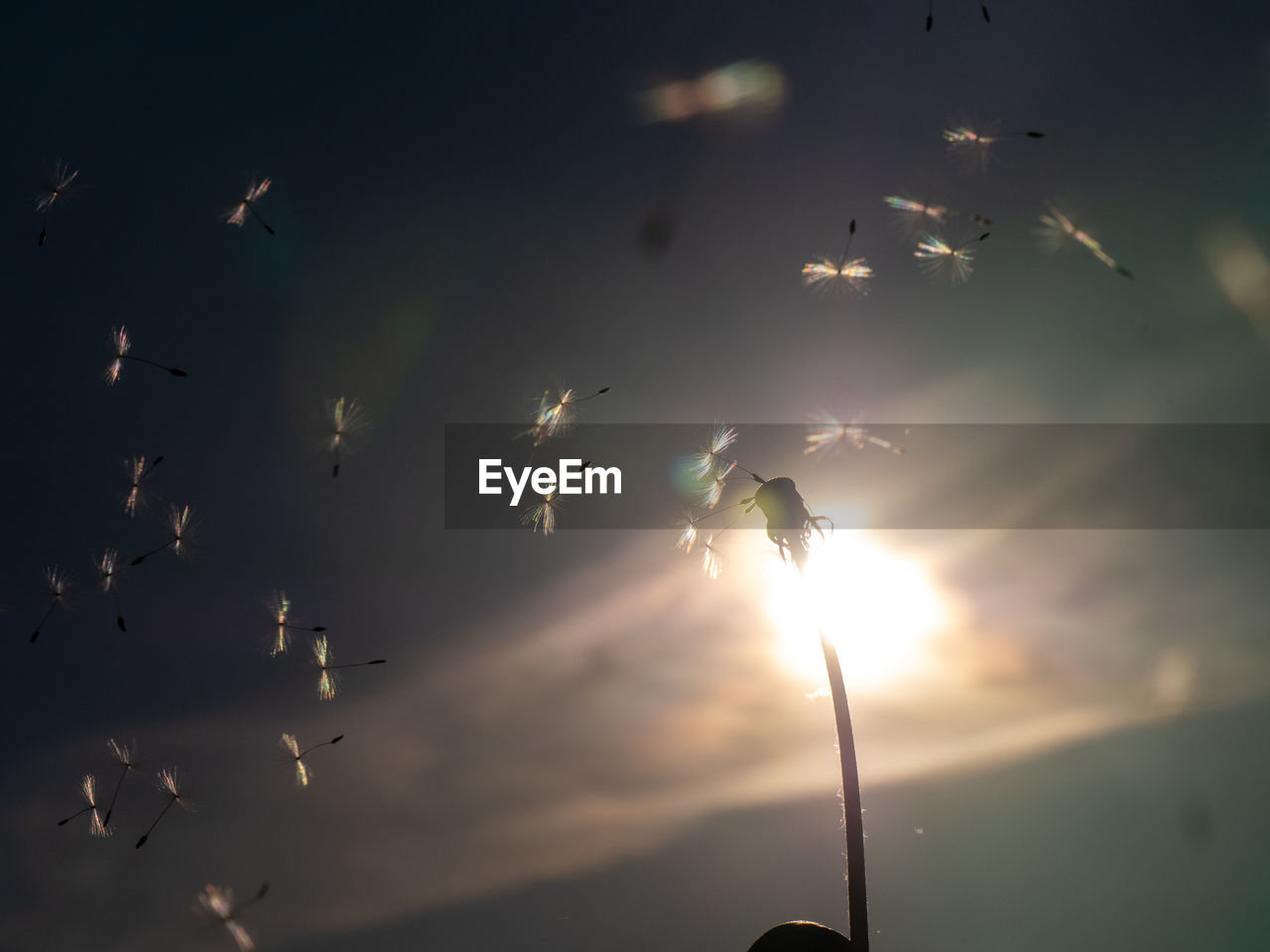 LOW ANGLE VIEW OF BIRD FLYING IN SKY