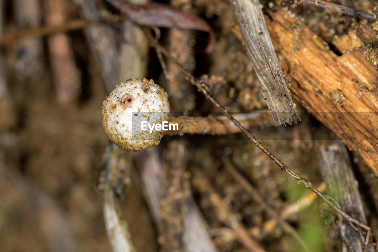 CLOSE-UP OF MUSHROOMS ON TREE