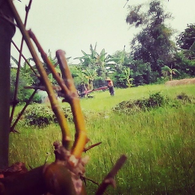 TREES ON GRASSY FIELD