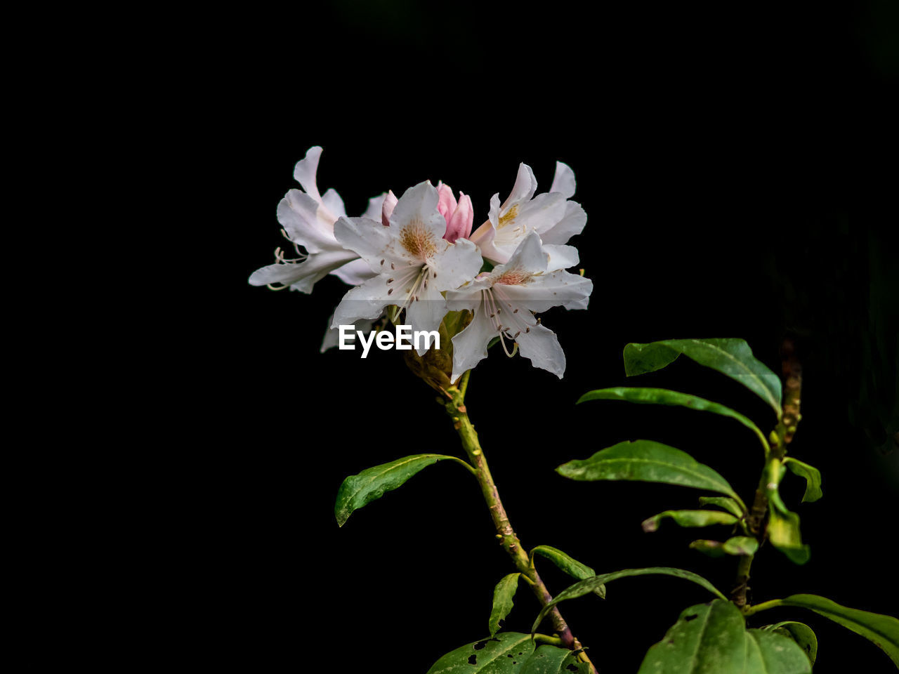 CLOSE-UP OF WHITE FLOWERS BLOOMING AT NIGHT