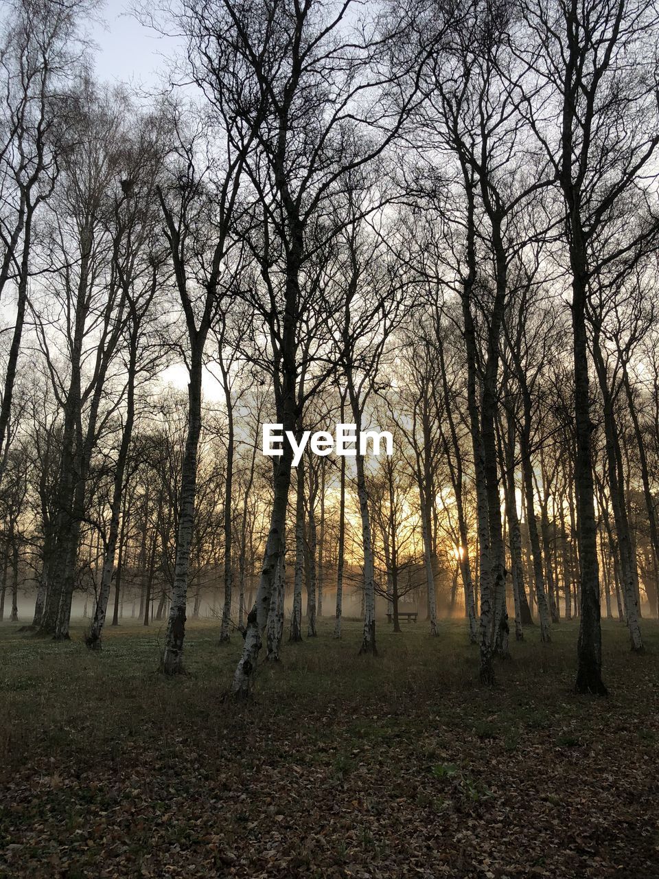 TREES IN FOREST AGAINST SKY