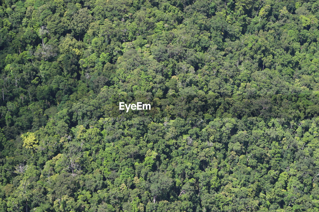 SCENIC VIEW OF GREEN PLANTS