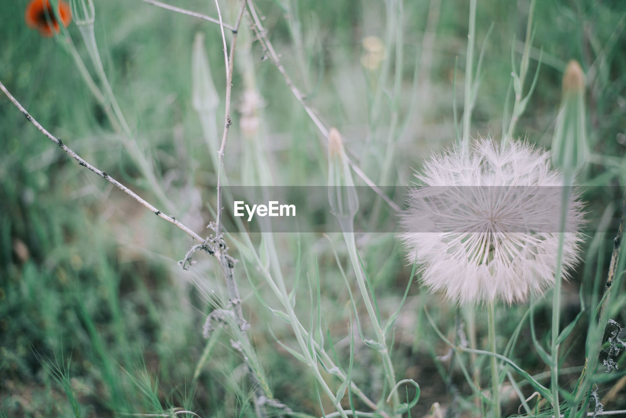 Close-up of dandelion on field