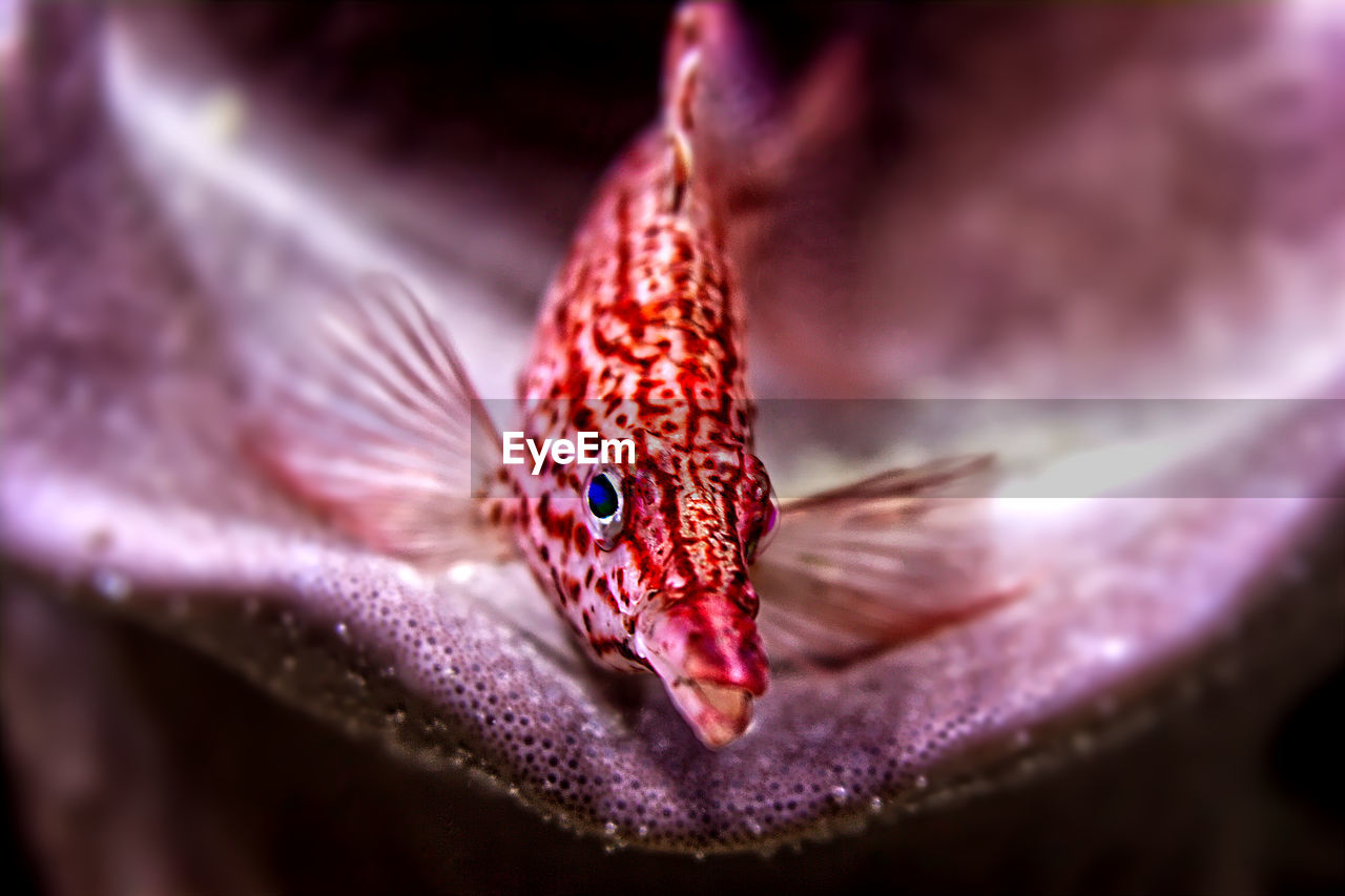 Close-up of fish swimming in sea