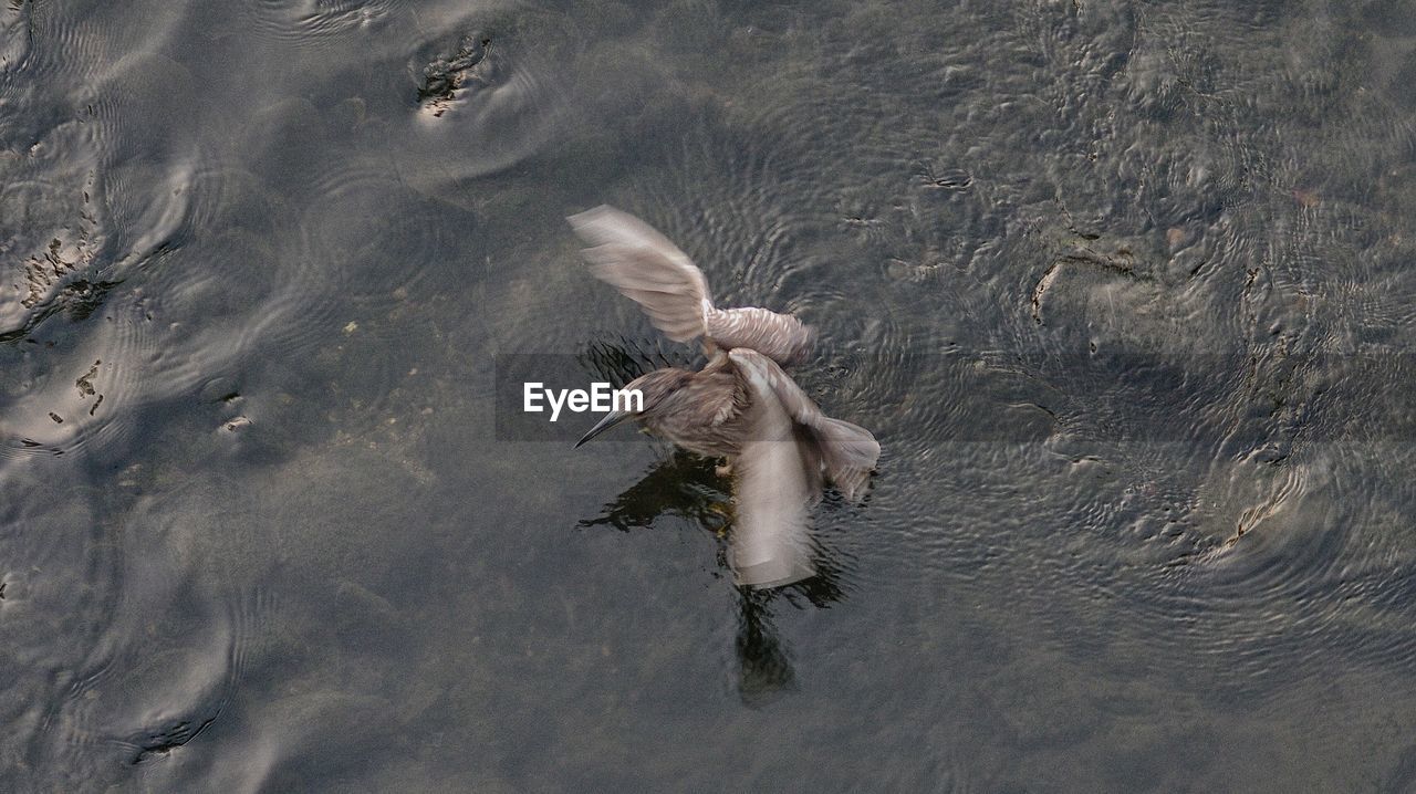 high angle view of bird in lake