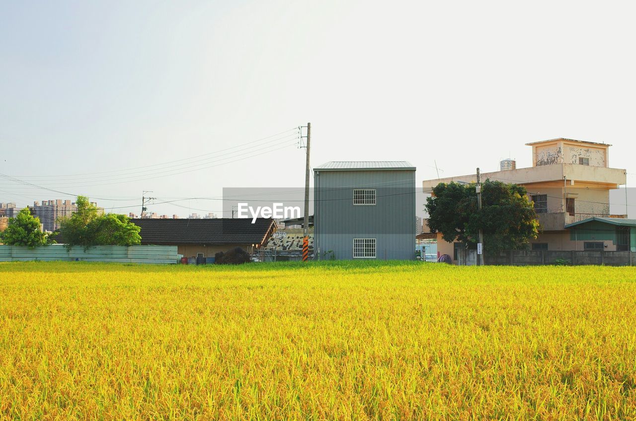 Rice field in front of houses