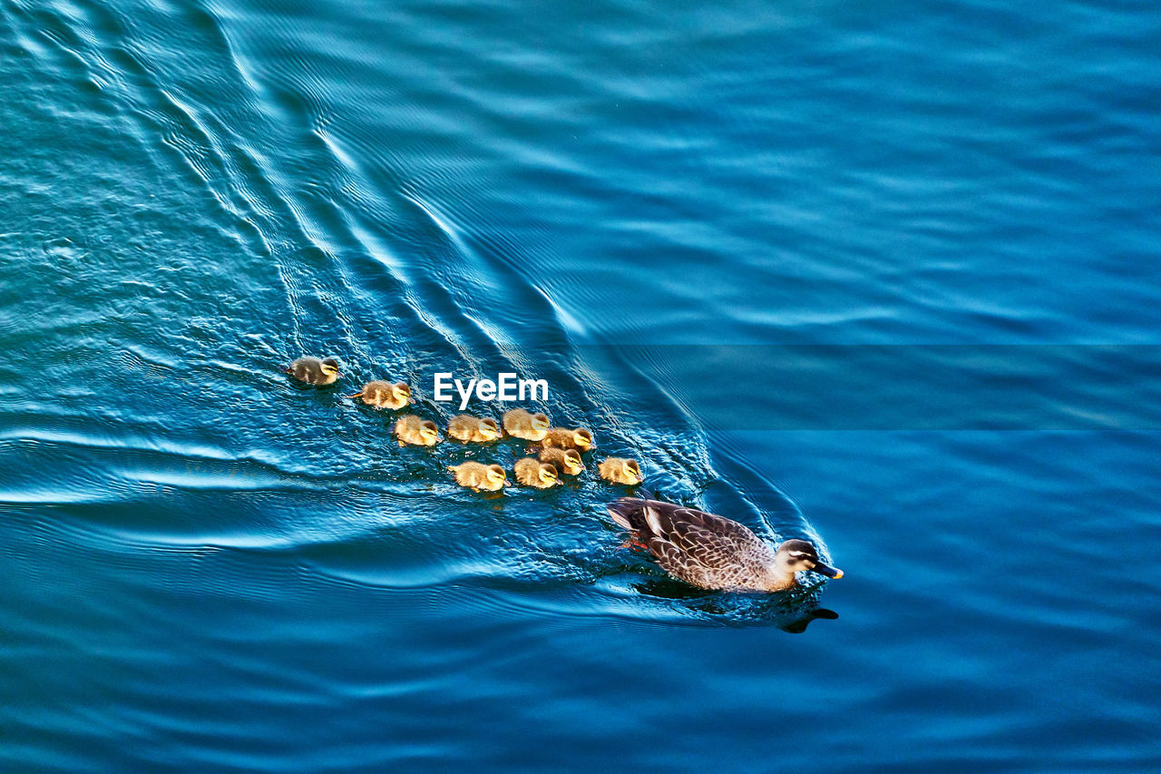 High angle view of duck family swimming in sea