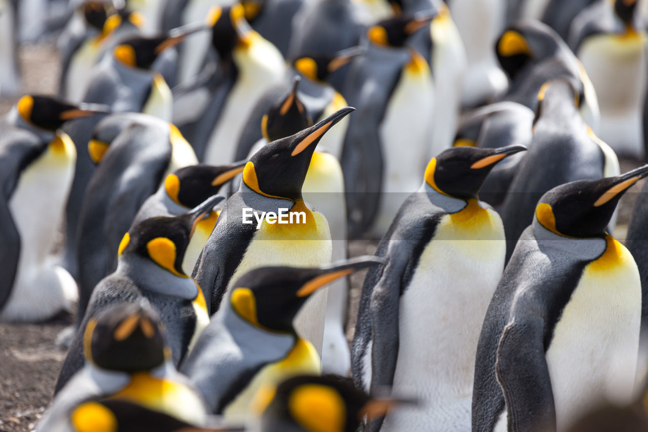 CLOSE-UP OF A BIRDS