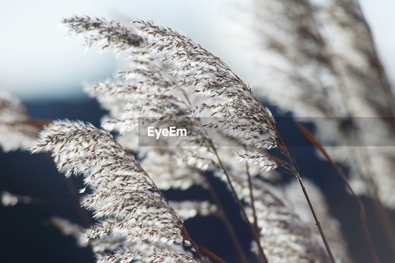 Close-up of tree branch in winter