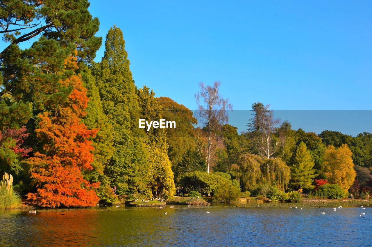 Scenic shot of calm lake with trees in background