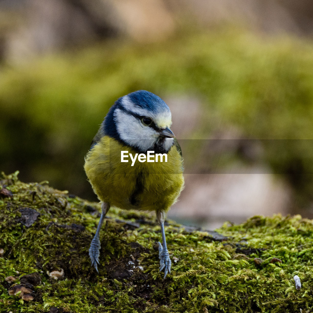 CLOSE-UP OF A BIRD