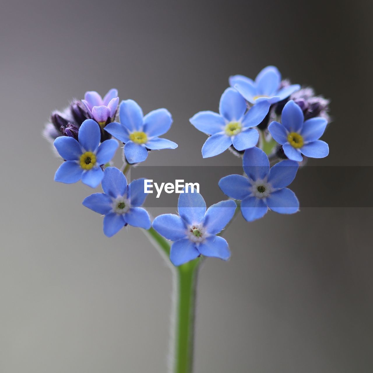 CLOSE-UP OF PURPLE FLOWERS