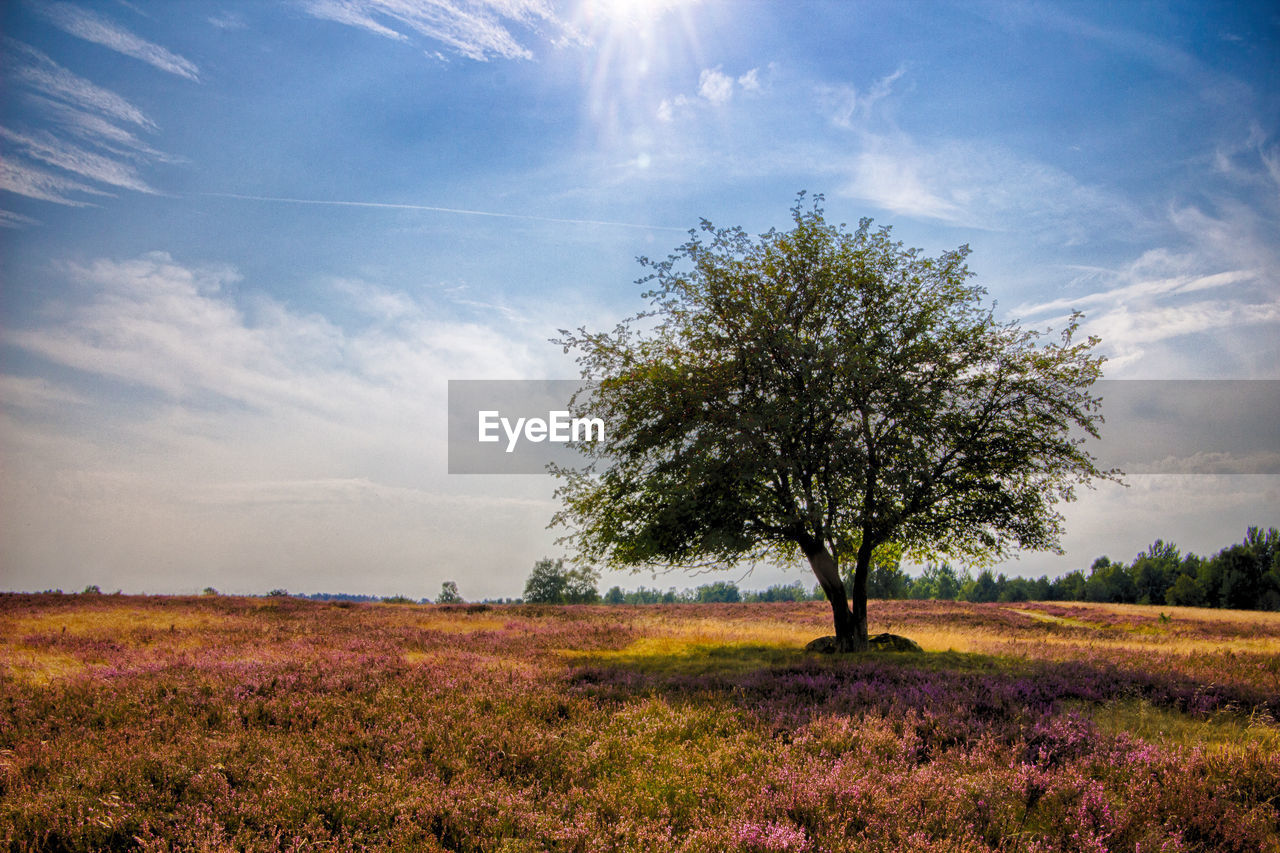 Tree on field against sky