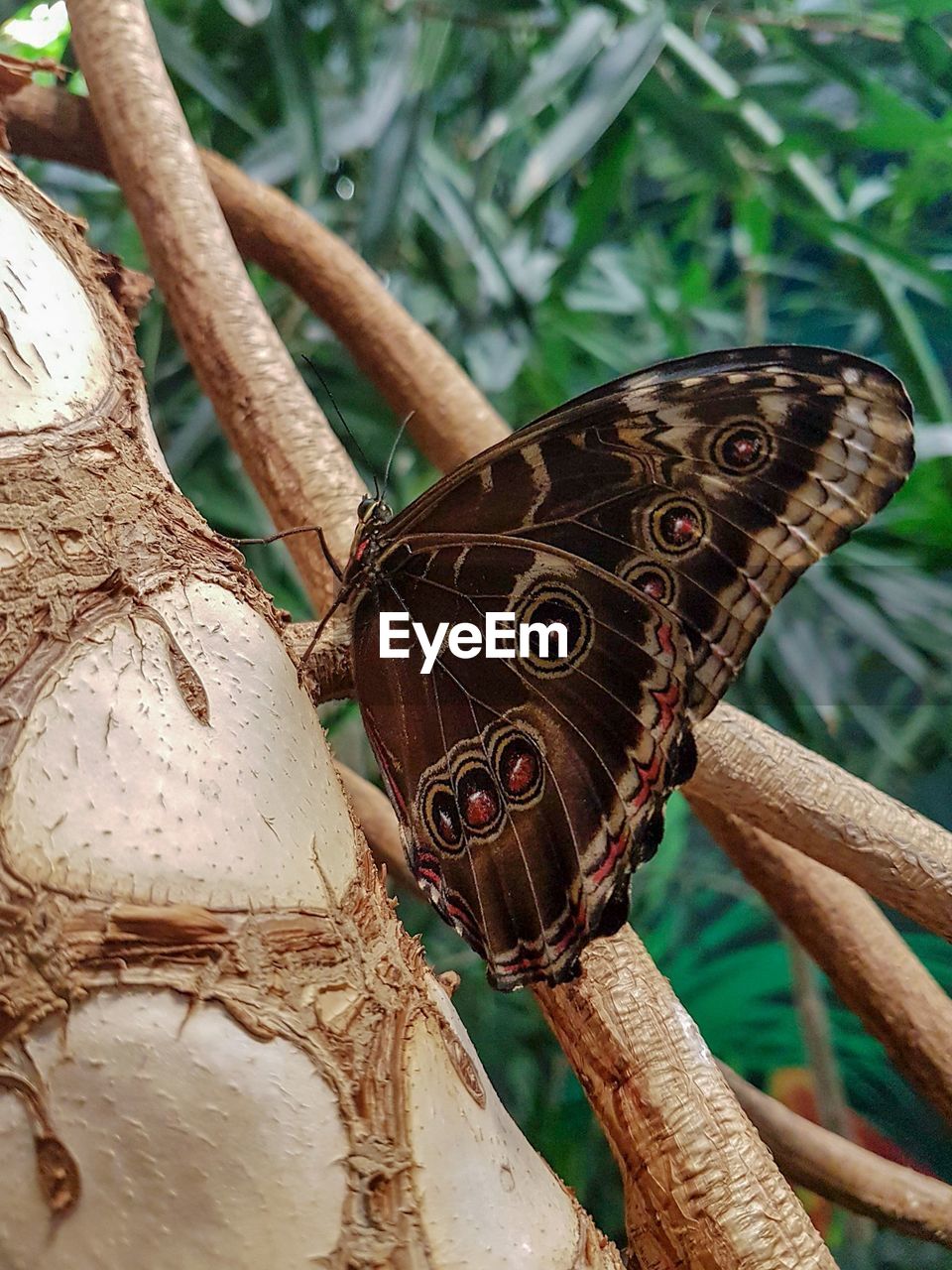 HIGH ANGLE VIEW OF BUTTERFLY PERCHING ON TREE